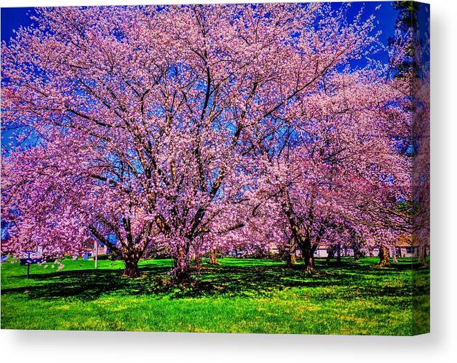 Spring Canvas Print featuring the photograph Three Mile Island Cherry Trees #1 by Paul Kercher