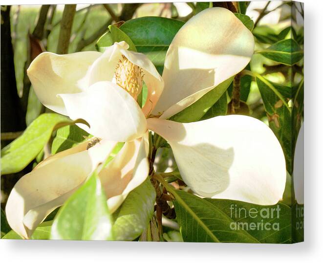 Magnolia Canvas Print featuring the photograph White magnolia #1 by Irina Afonskaya