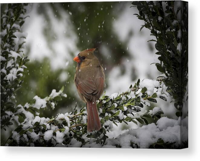 Bird Canvas Print featuring the photograph Cardinal in Snow #2 by David Kay