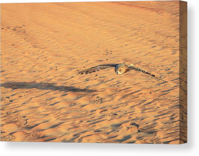 Dubai Canvas Print featuring the photograph Desert Eagle Owl #2 by Alexey Stiop