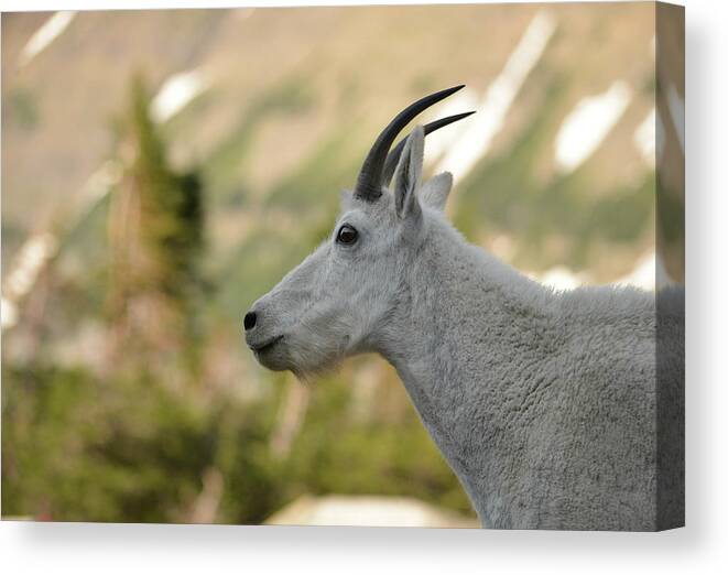 Mammal. Animal Canvas Print featuring the photograph Mountain Goat #3 by Whispering Peaks Photography
