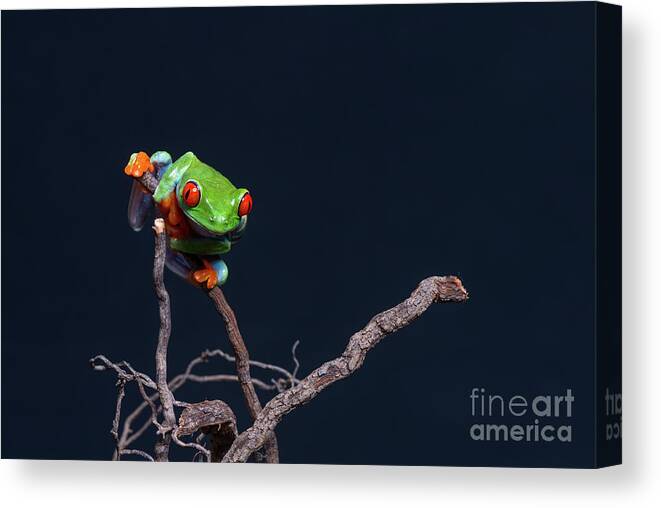 Frog Canvas Print featuring the photograph Red eyed tree frog #2 by Les Palenik