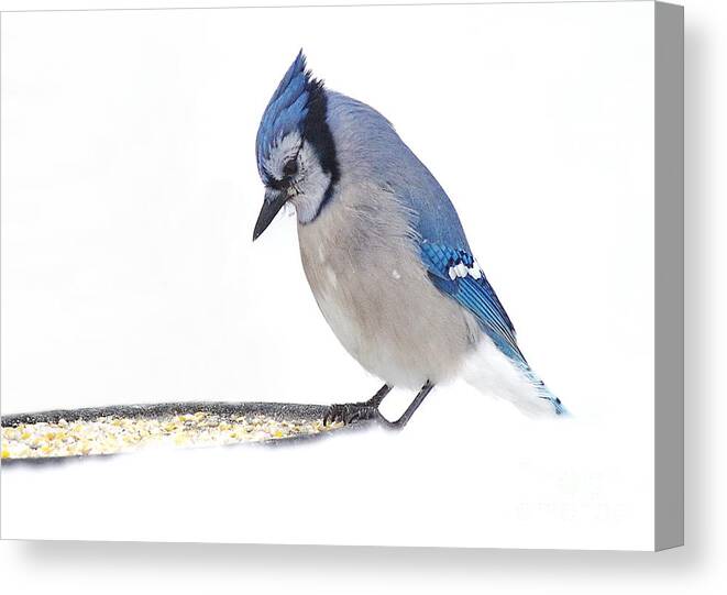 Blue Jay Canvas Print featuring the photograph Sitting Pretty #1 by Andrea Kollo