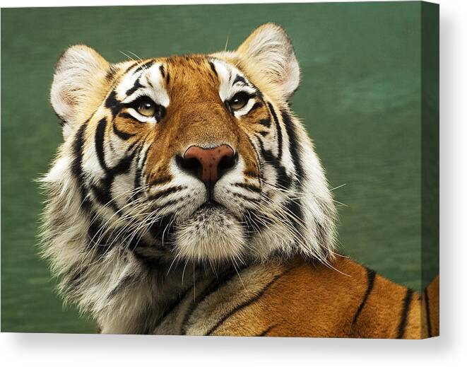 2010 Canvas Print featuring the photograph Tiger #2 by Gouzel -