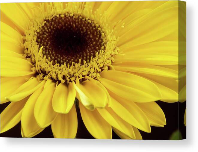 Daisy Canvas Print featuring the photograph Yellow Gerbera Daisy #2 by JT Lewis