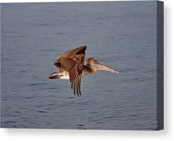 Pelican Flying Canvas Print featuring the photograph 20- Pelican by Joseph Keane
