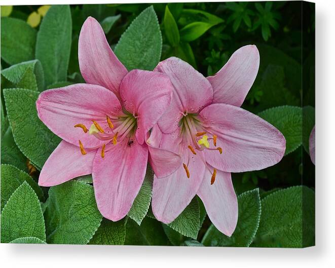 Asiatic Lilies Canvas Print featuring the photograph 2015 Summer at the Garden Pink Lilies 1 by Janis Senungetuk