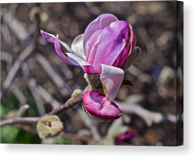 Magnolia Canvas Print featuring the photograph 2016 Early Spring Loebner Magnolia 2 by Janis Senungetuk