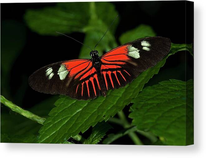 Doris Longwing Butterfly Canvas Print featuring the photograph Doris Longwing Butterfly #3 by JT Lewis