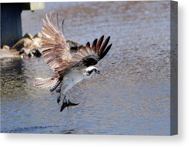 Bird Of Prey Canvas Print featuring the photograph Osprey #3 by Victor Alcorn