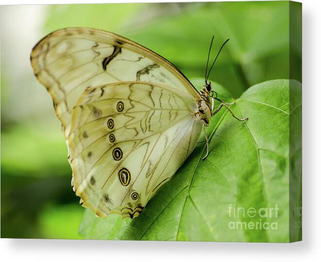 Nature Canvas Print featuring the photograph Butterfly Macro by Nick Boren