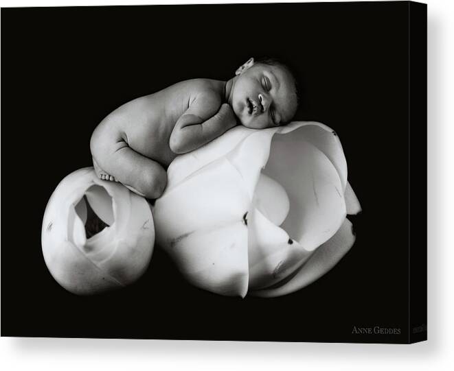 Magnolia Canvas Print featuring the photograph Robert on a Magnolia Bud by Anne Geddes