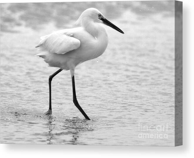  Canvas Print featuring the photograph Egret in Black and White #4 by Angela Rath