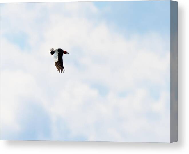 Red-headed Woodpecker Canvas Print featuring the photograph Red-Headed Woodpecker by Holden The Moment