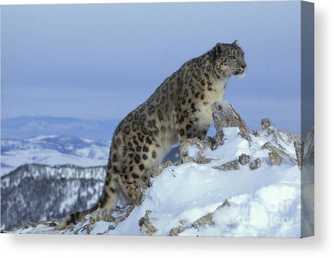 Snow Leopard Canvas Print featuring the photograph Snow Leopard #4 by Jean-Louis Klein & Marie-Luce Hubert