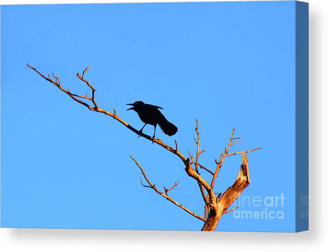  Canvas Print featuring the photograph 47- Crow For Me by Joseph Keane