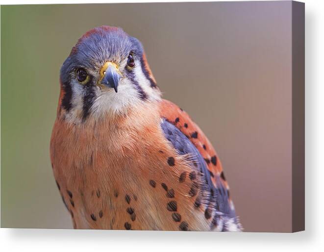 Animal Canvas Print featuring the photograph American Kestrel #5 by Brian Cross