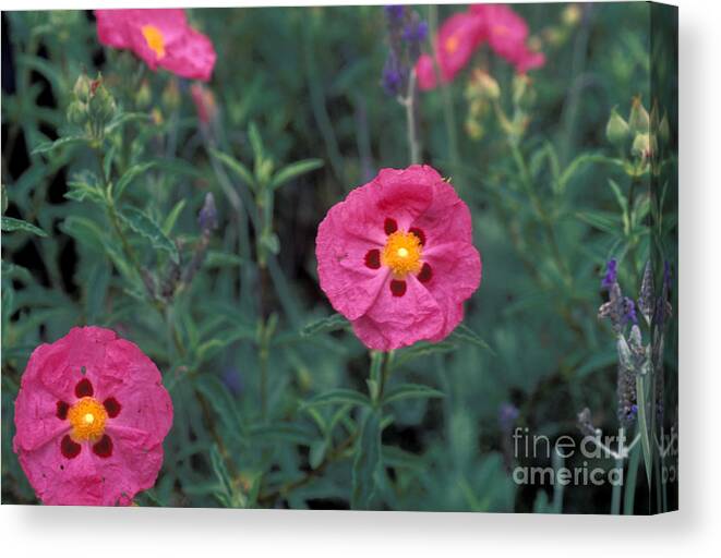 Flowers Canvas Print featuring the photograph Flowers #5 by Marc Bittan