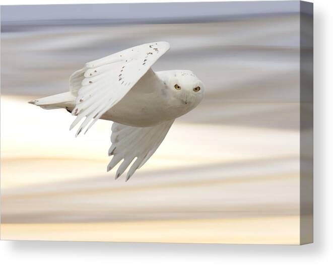Owl Canvas Print featuring the photograph Snowy Owl in Flight #5 by Mark Duffy