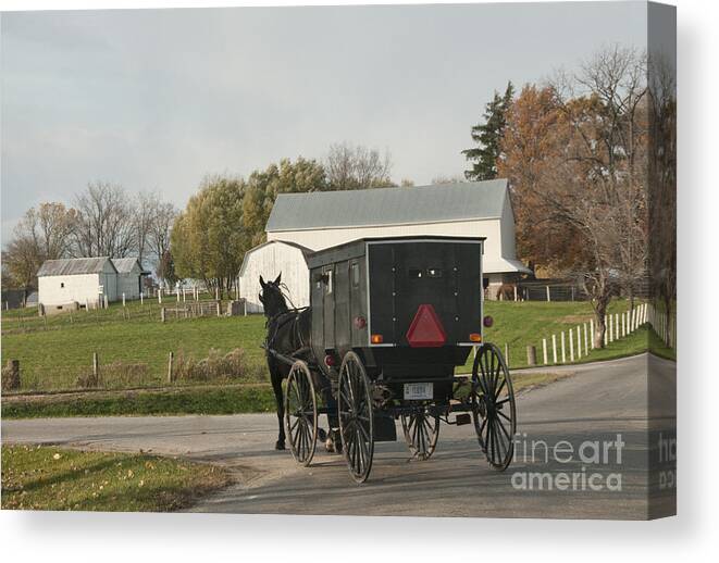 Amish Canvas Print featuring the photograph Amish Buggy #6 by David Arment