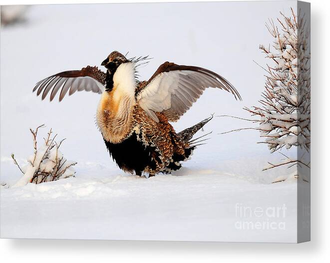 Bird Canvas Print featuring the photograph Sage Grouse #6 by Dennis Hammer