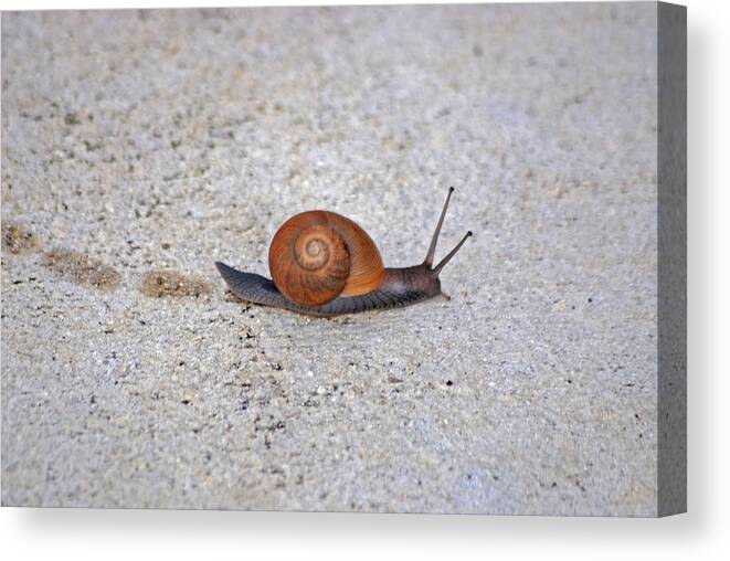 Snail Canvas Print featuring the photograph 6- Snail by Joseph Keane