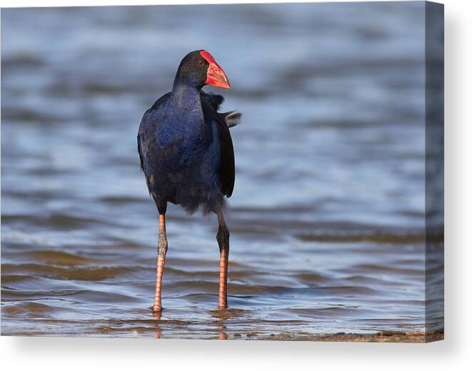 Water Bird Canvas Print featuring the photograph Purple swamphen #7 by Masami Iida