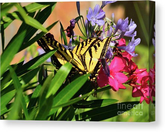 Butterfly Canvas Print featuring the photograph Butterfly #81 by Marc Bittan