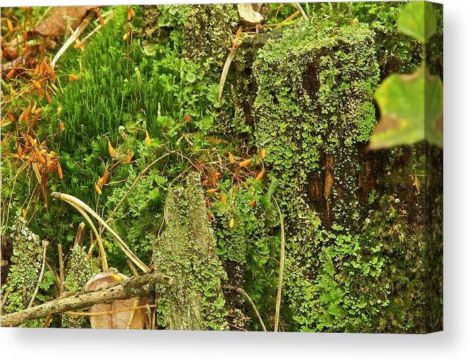Moss Canvas Print featuring the photograph Mosses and Liverworts 8861 by Michael Peychich