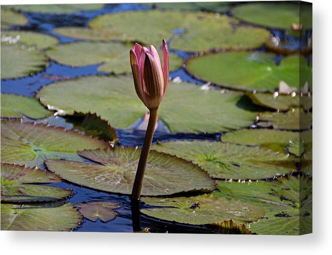 Water Lily Canvas Print featuring the photograph A Lonely Vigil by Michiale Schneider