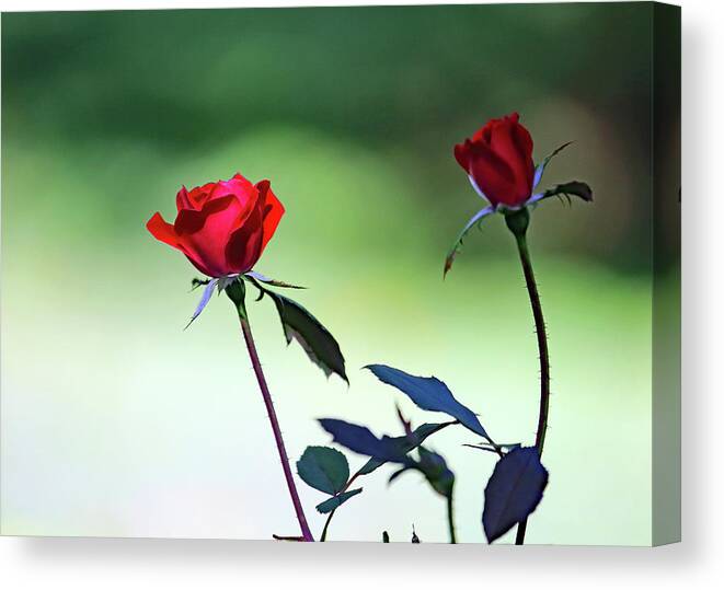 A Rose Is A Rose Canvas Print featuring the photograph A rose is a rose by PJQandFriends Photography