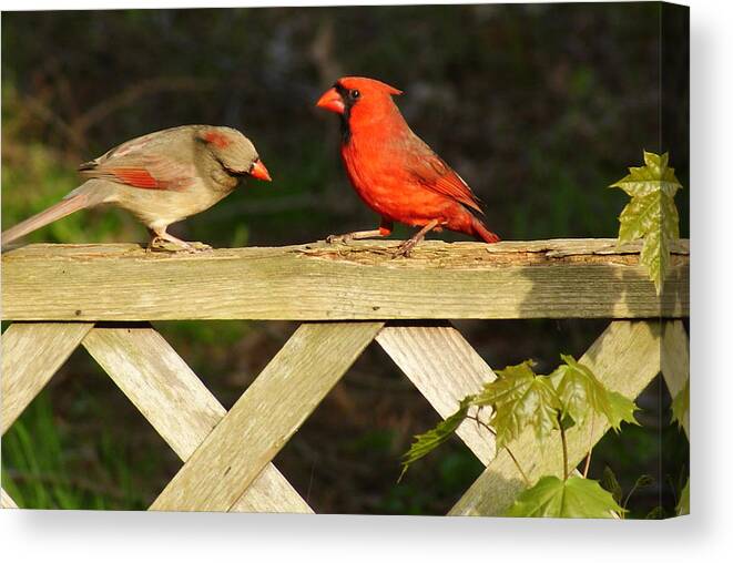 Cardinal Canvas Print featuring the photograph A Royal Couple - Cardinal Birds by Margie Avellino