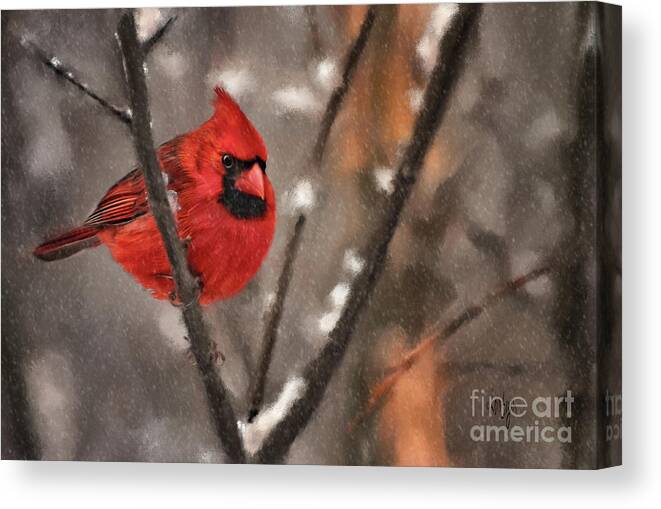 Cardinal Canvas Print featuring the digital art A Spot Of Color by Lois Bryan