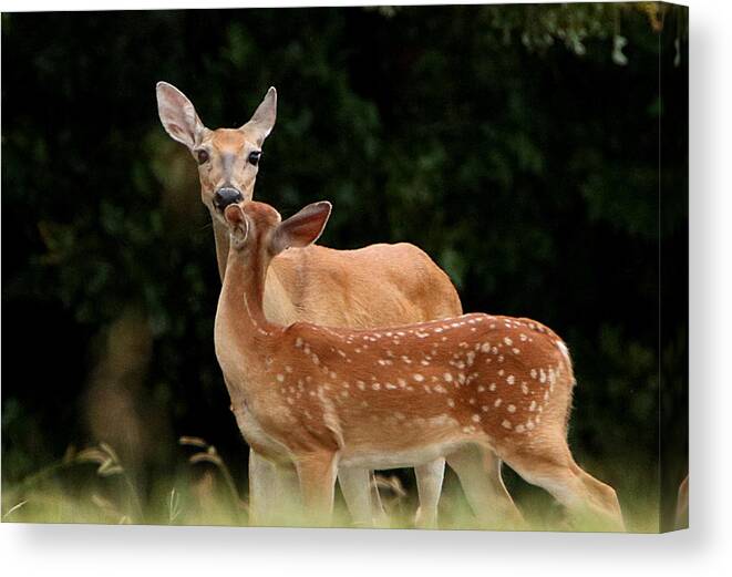 Nature Canvas Print featuring the photograph A Tender Moment by Sheila Brown