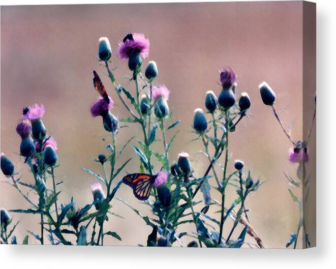 Butterflies Canvas Print featuring the photograph A Thistle Community by Steve Karol