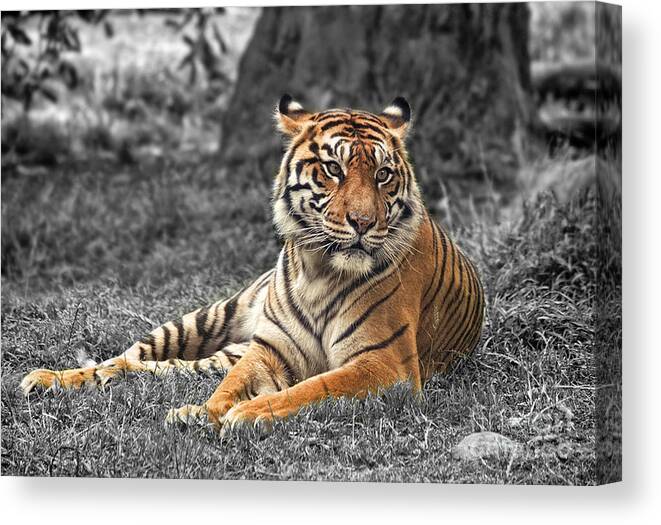 Large Tiger Approaching Canvas Print featuring the photograph A Tiger Relaxing on a Cool Afternoon II by Jim Fitzpatrick