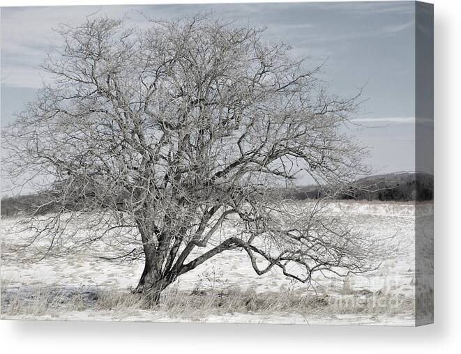 Tucker County Canvas Print featuring the photograph A Tree In Canaan by Randy Bodkins