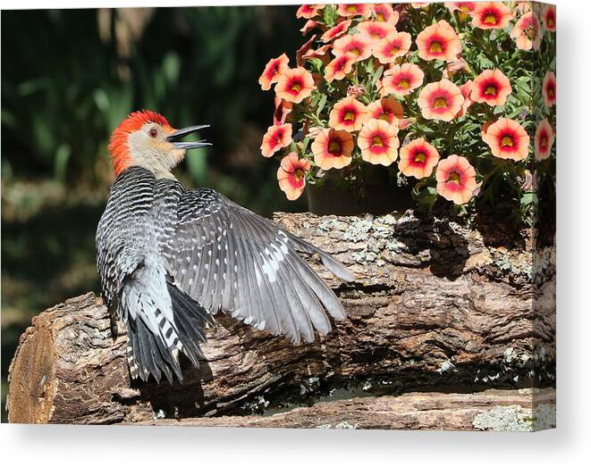 Nature Canvas Print featuring the photograph A Woodpecker Conversation by Sheila Brown