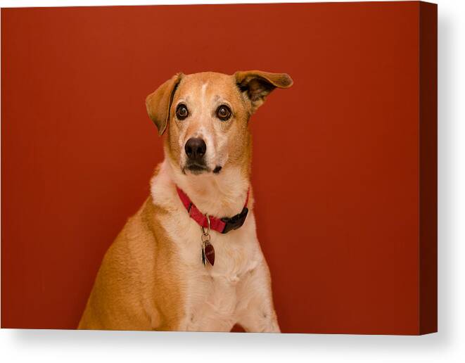 Pet Angel Photography Canvas Print featuring the photograph Abbie by Irina ArchAngelSkaya