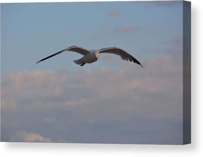 Seagull Canvas Print featuring the photograph Above the Clouds by Richard Andrews