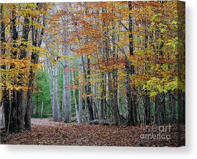 Path Canvas Print featuring the photograph Autumn in Acadia National Park by Kevin Shields