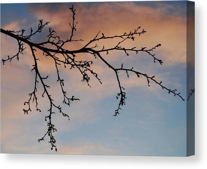 Tree Branch Canvas Print featuring the photograph Across a December Sky by Marilynne Bull