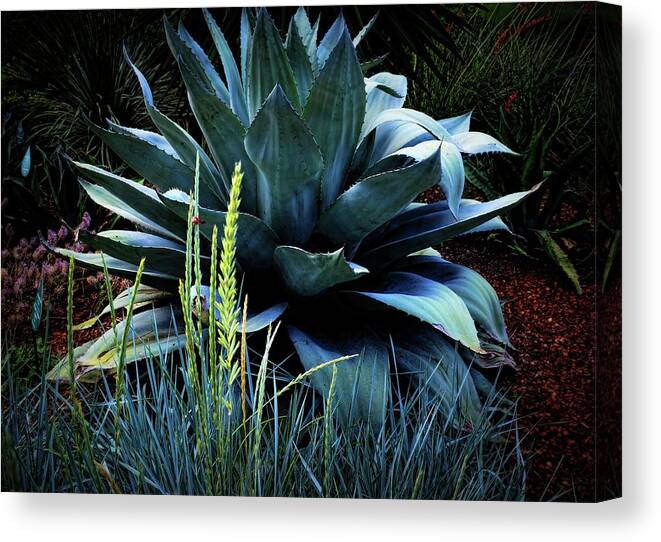  Maguey Plant Canvas Print featuring the photograph Agave Americana by Diana Mary Sharpton