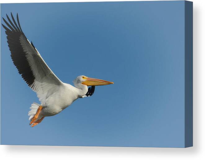 American White Pelican Canvas Print featuring the photograph Airborne 2 by Fraida Gutovich