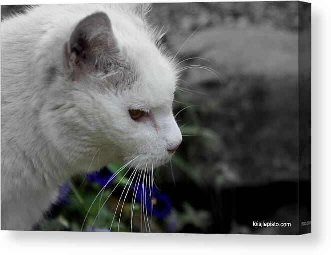 Cat Canvas Print featuring the photograph Alice by Lois Lepisto