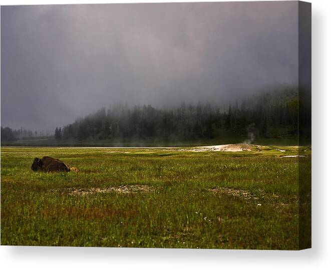 Nature Canvas Print featuring the photograph Alone in fog by John K Sampson