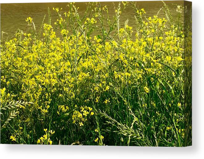 Nature Canvas Print featuring the photograph Along the Byou by Etta Harris