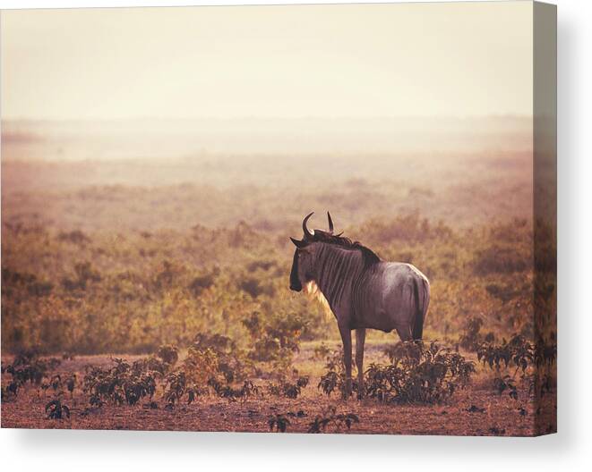 Wildebeest Canvas Print featuring the photograph Amboseli Wildebeest by Vicki Jauron