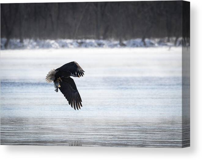 American Bald Eagle Canvas Print featuring the photograph American Bald Eagle With A Fish 2016-1 by Thomas Young