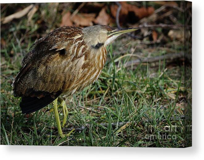 American Canvas Print featuring the photograph American Bittern by Douglas Stucky